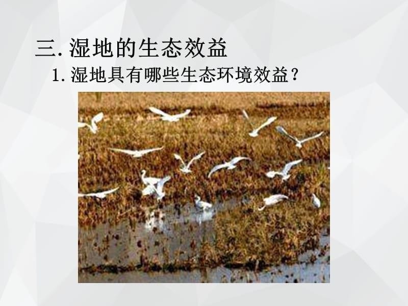 森林的开发和保护 .ppt_第5页