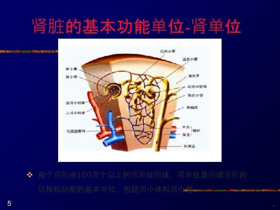 小儿血尿的鉴别诊断-(he)ppt课件_第5页