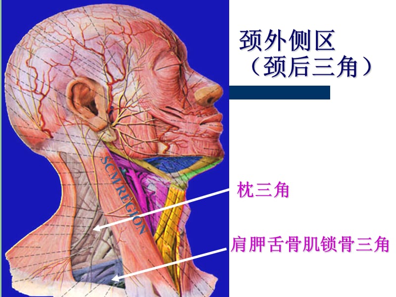 解剖课件之颈根与颈后三角PPT_第2页