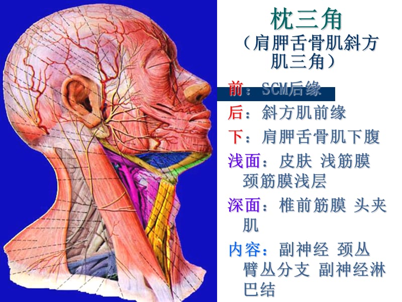 解剖课件之颈根与颈后三角PPT_第3页