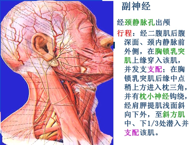 解剖课件之颈根与颈后三角PPT_第4页