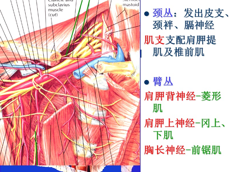 解剖课件之颈根与颈后三角PPT_第5页