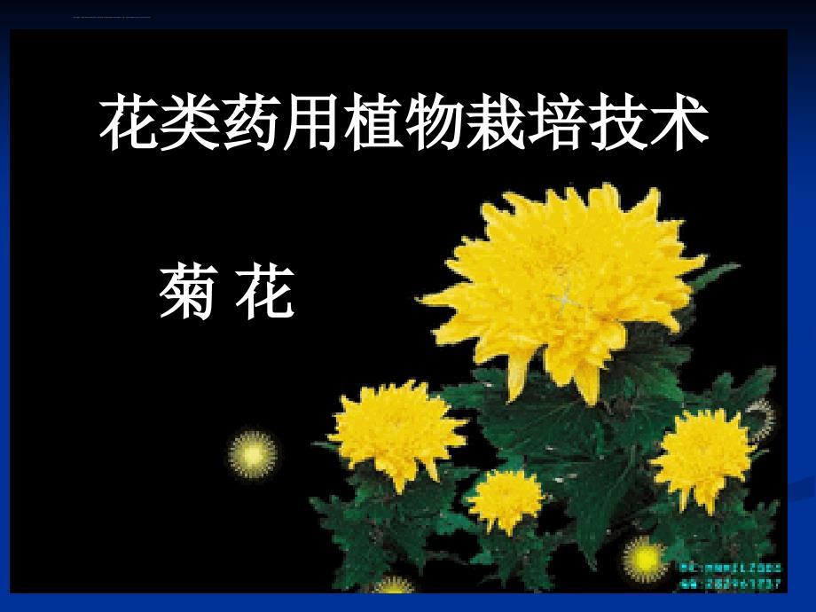 花类药材栽培技术菊花栽培技术课件_第2页