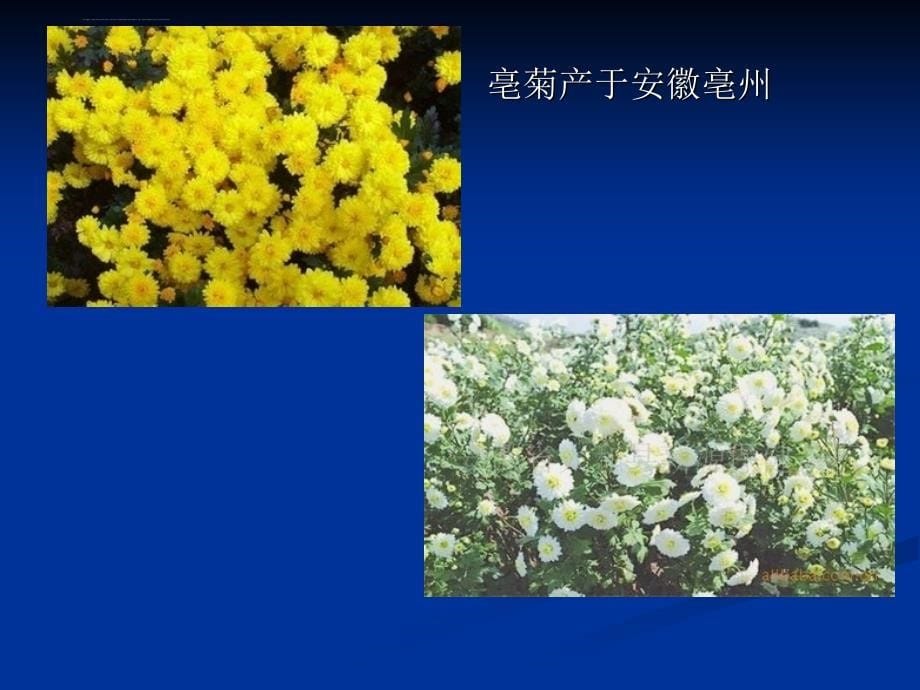 花类药材栽培技术菊花栽培技术课件_第5页