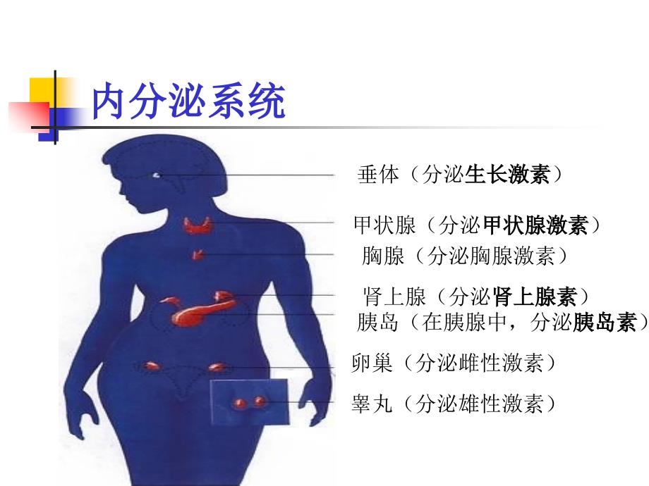 第四节 激素调节课件_第3页