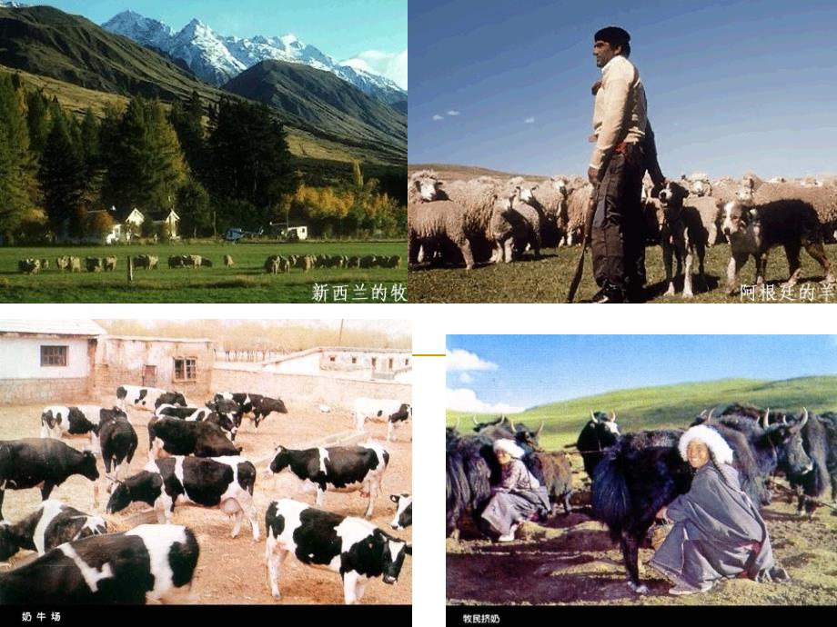 地理 人教版必修2 《第三章 农业地域的形成和发展 第3节 以畜牧业为主的农业地域类型》课件 ._第1页