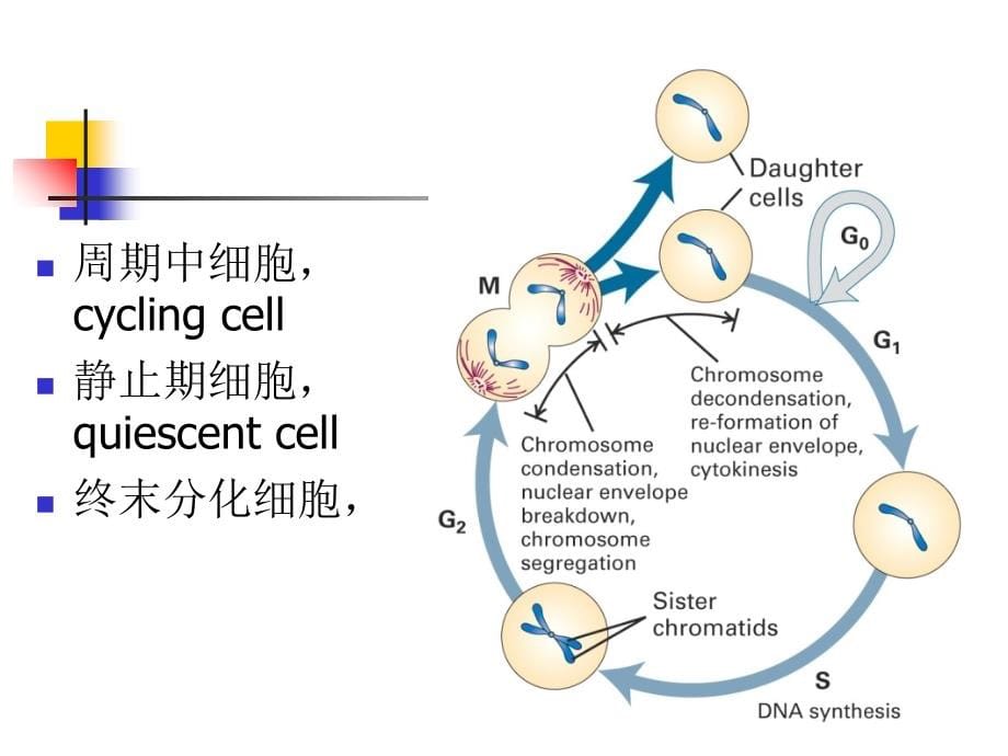 细胞增殖和调控课件_第5页