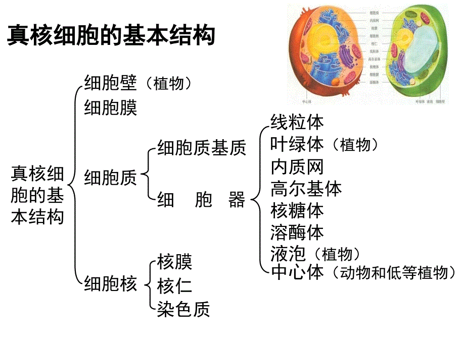 细胞器系统内的分工合作 全知识点课件_第2页