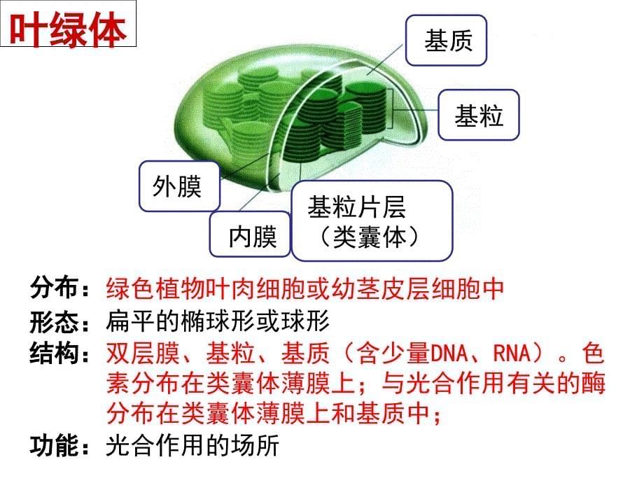 细胞器系统内的分工合作 全知识点课件_第5页