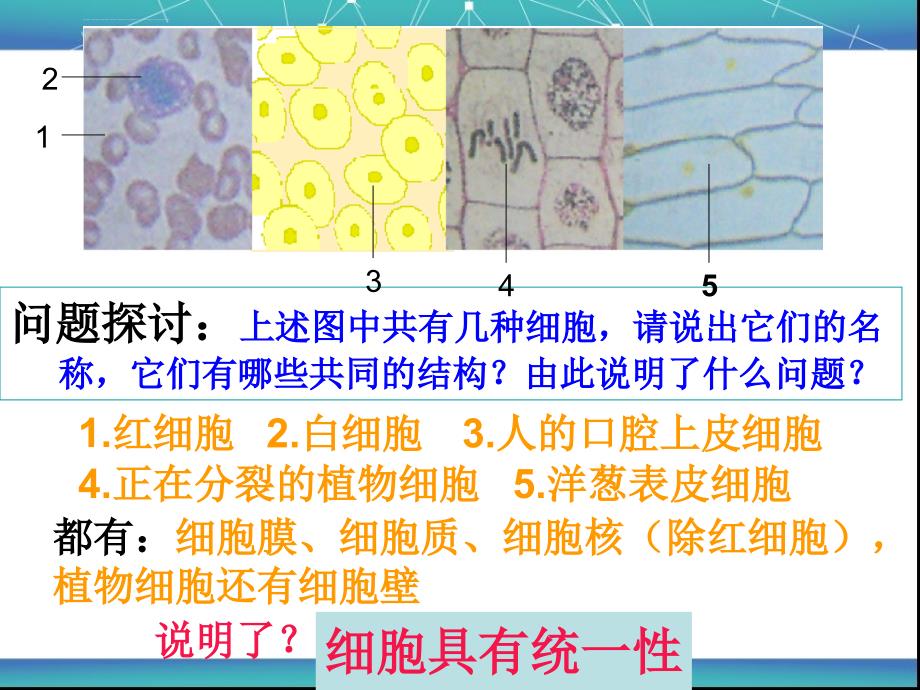 细胞的多样性和统一性 实验课件_第2页