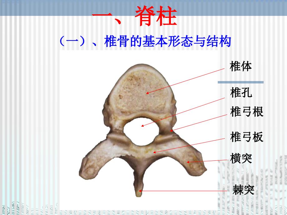脊柱解剖图(颈胸腰椎)第一部分PPT_第3页