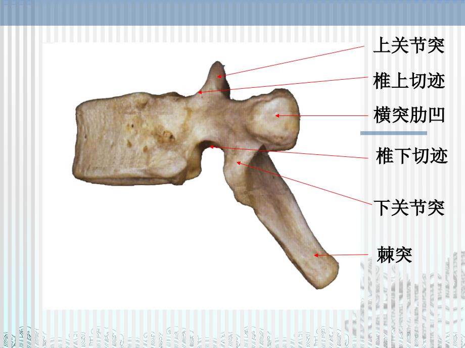 脊柱解剖图(颈胸腰椎)第一部分PPT_第4页