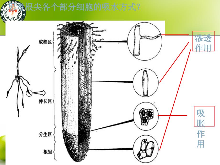 细胞的吸水和失水PPT_第2页