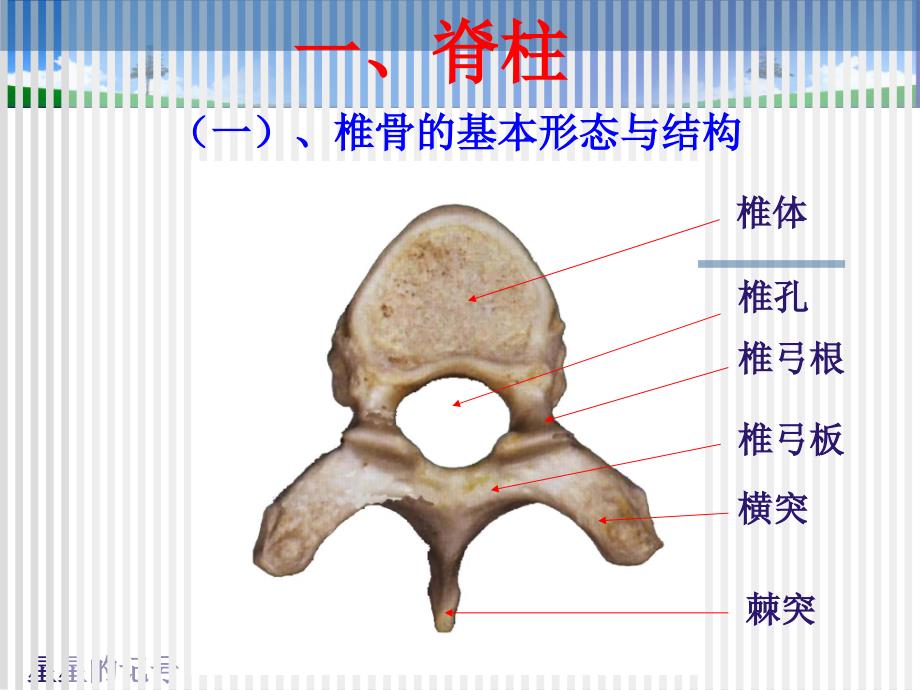 脊柱解剖图(颈胸腰椎)PPT_第3页