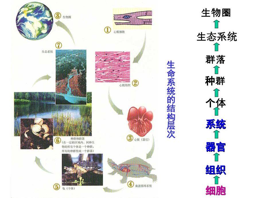 绪论3医学细胞生物学课件_第3页