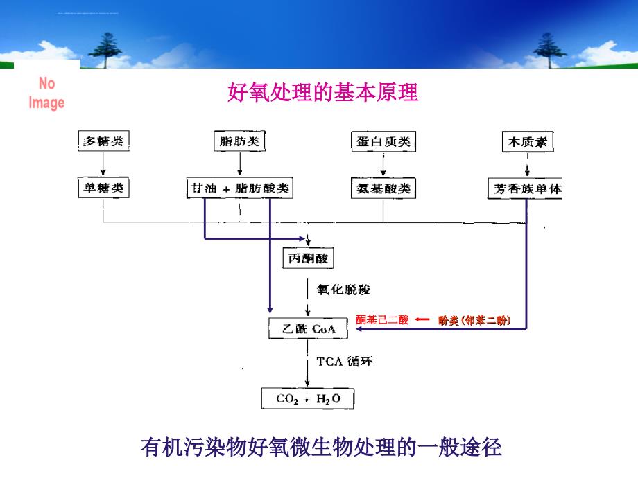 第十章水环境污染控制与治理的生态工程及微生物学原理课件_第4页