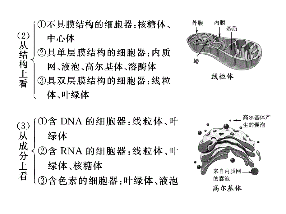 【创新设计】高考生物一轮复习 第3章 第7讲 细胞质、细胞器和生物膜系统课件 苏教版必修1_第2页