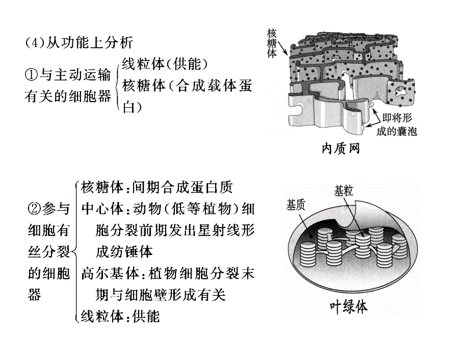 【创新设计】高考生物一轮复习 第3章 第7讲 细胞质、细胞器和生物膜系统课件 苏教版必修1_第3页