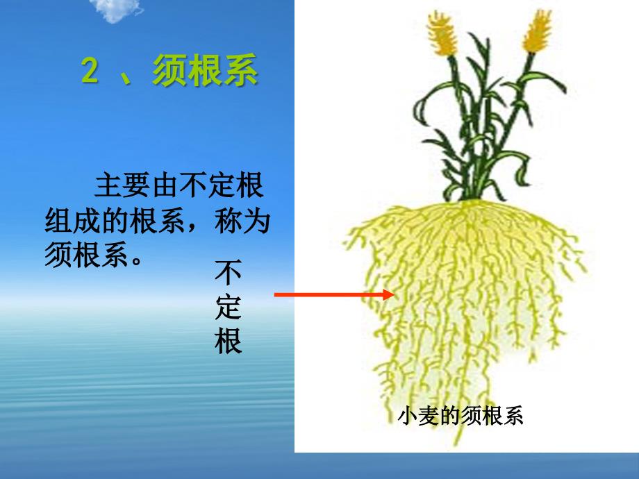 第三课时 营养器官的生长_第4页