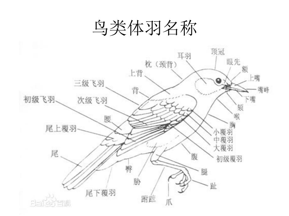 常见鸟类识别图鉴(2020版)-_第3页