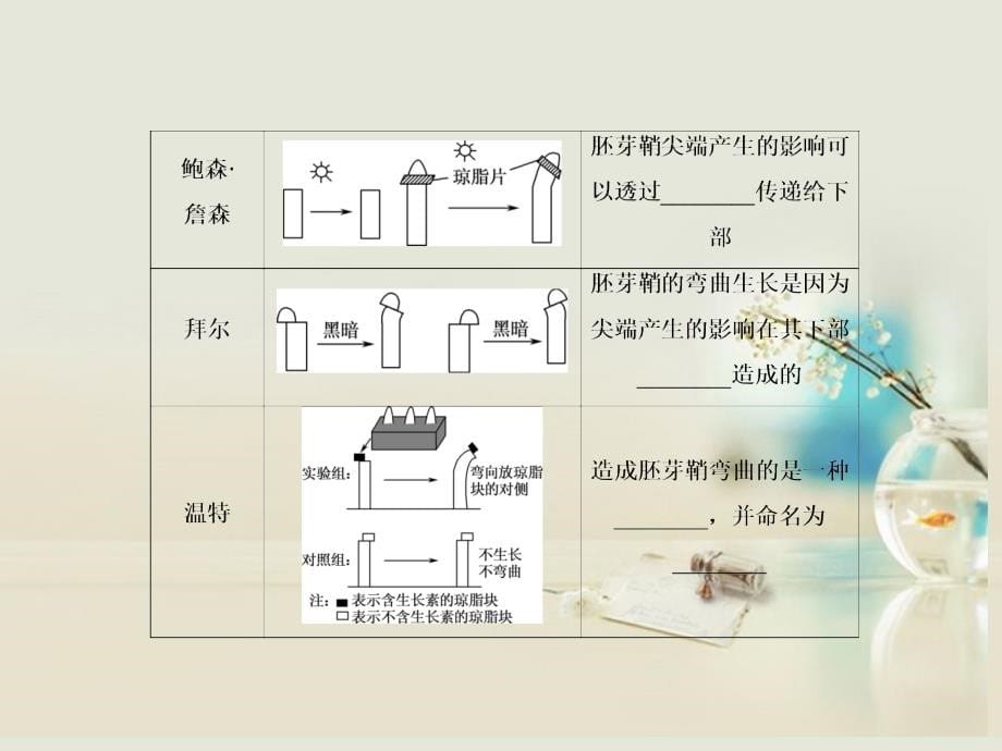 高考生物一轮复习 3-3植物的激素调节课件 新人教版_第5页