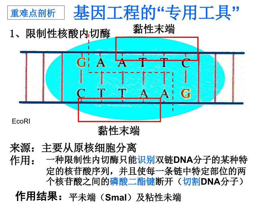 2019年基因工程和蛋白质工程高中三年级生物课件_第4页