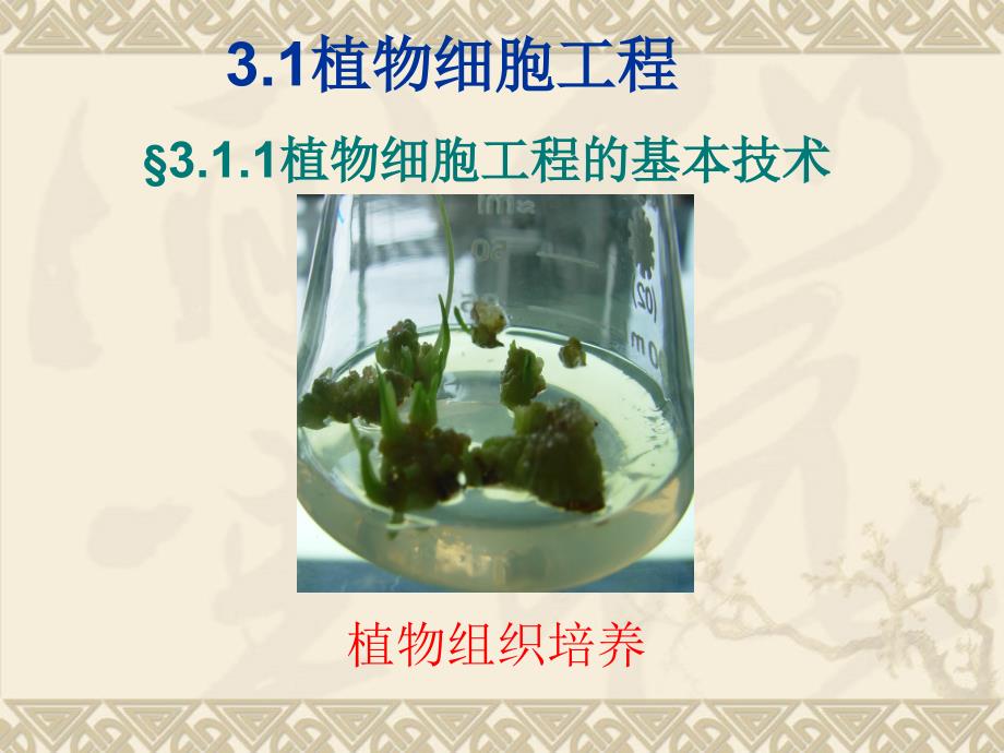 《植物细胞工程的基本技术》课件（修改）_第4页