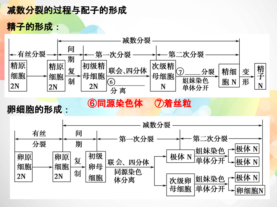 【创新设计】湖北省高考生物总复习 2-1-1染色体在有性生殖中的变化配套课件 中图版必修2_第4页