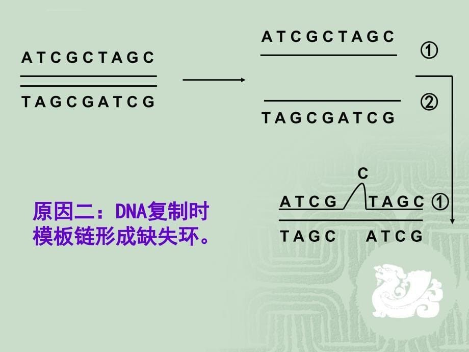 2019年苏教版高中生物染色体变异及其应用课件_第5页