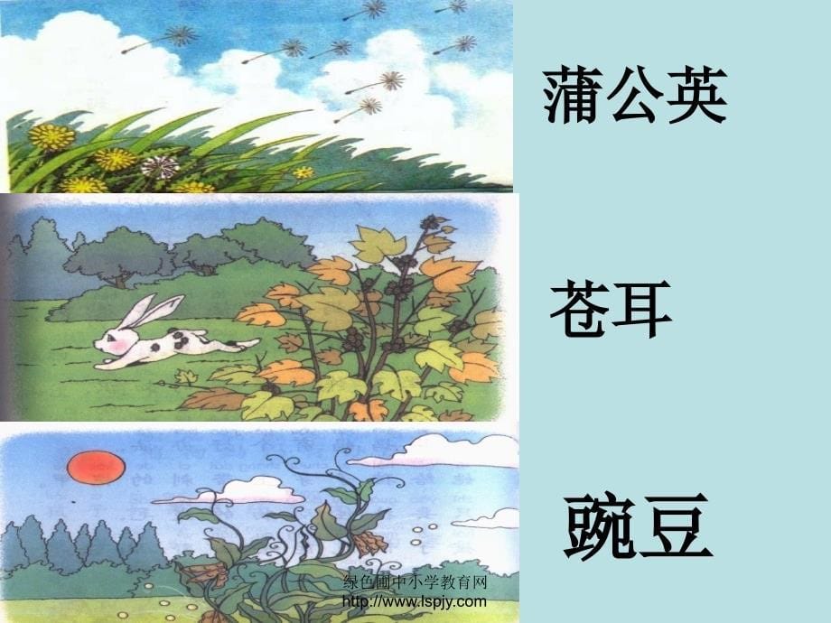 小学二年级上册语文植物妈妈有办法课件_第5页