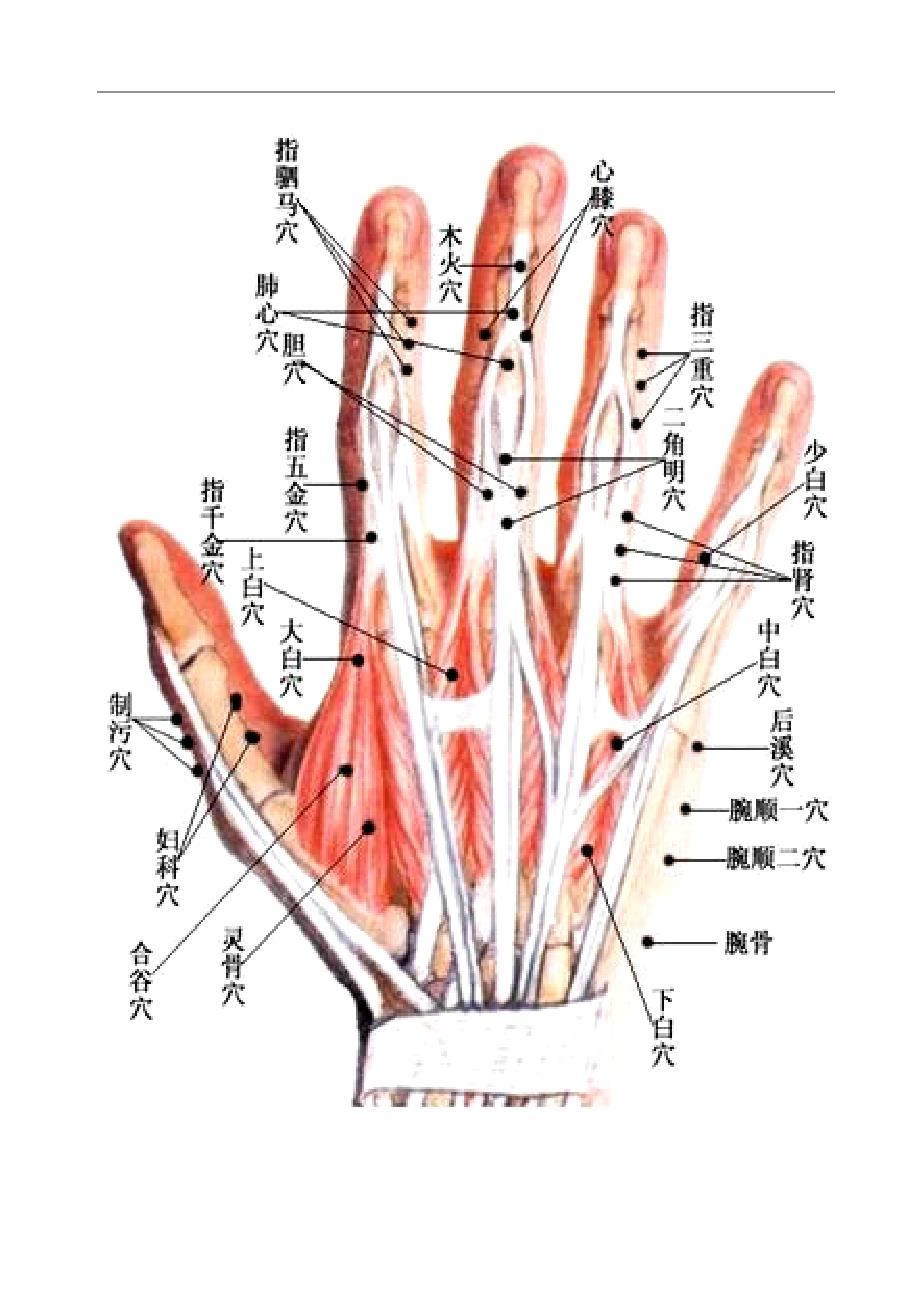 董氏针灸最详细的图-_第2页