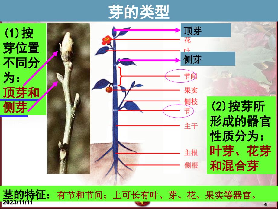 绿色开花植物的营养器官茎课件_第4页