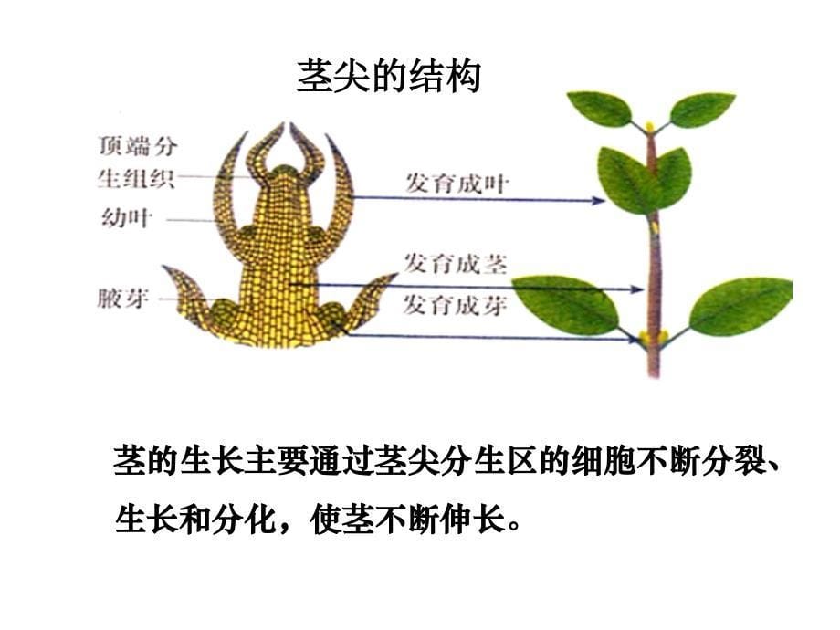 绿色开花植物的营养器官茎课件_第5页