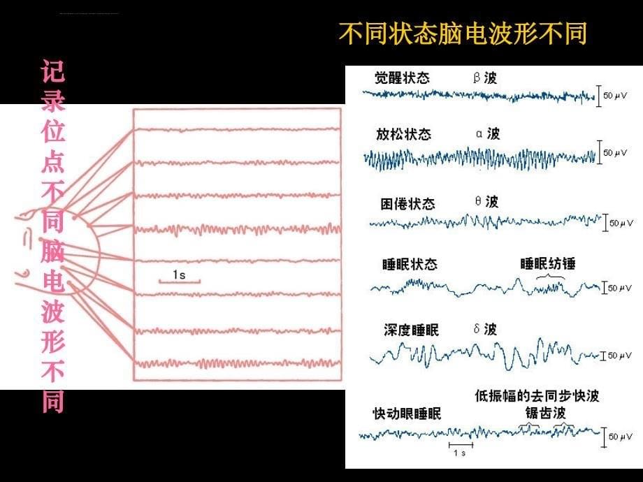 脑的高级功能及其电活动课件_第5页