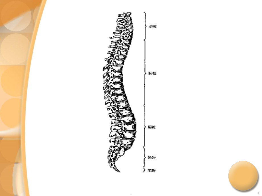 腰椎间盘突出症诊治1精ppt课件_第2页