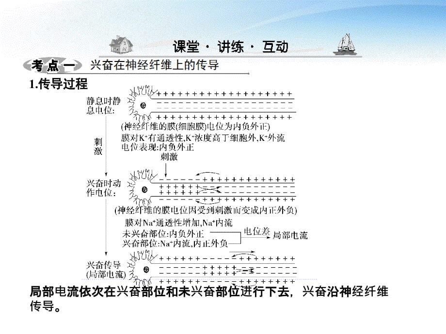 高三生物一轮复习 第二章第三节人体的神经调节课件 苏教版必修3_第5页