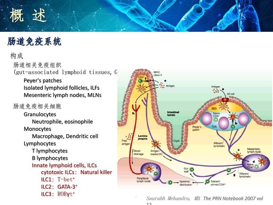 肠道菌群与免疫ppt课件_第5页