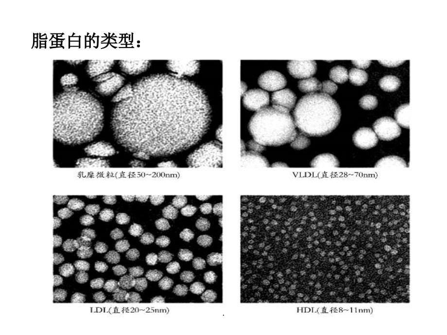 血脂、血压调节(修改)ppt课件_第5页