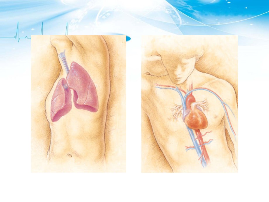 胸部精影像解剖ppt课件_第2页
