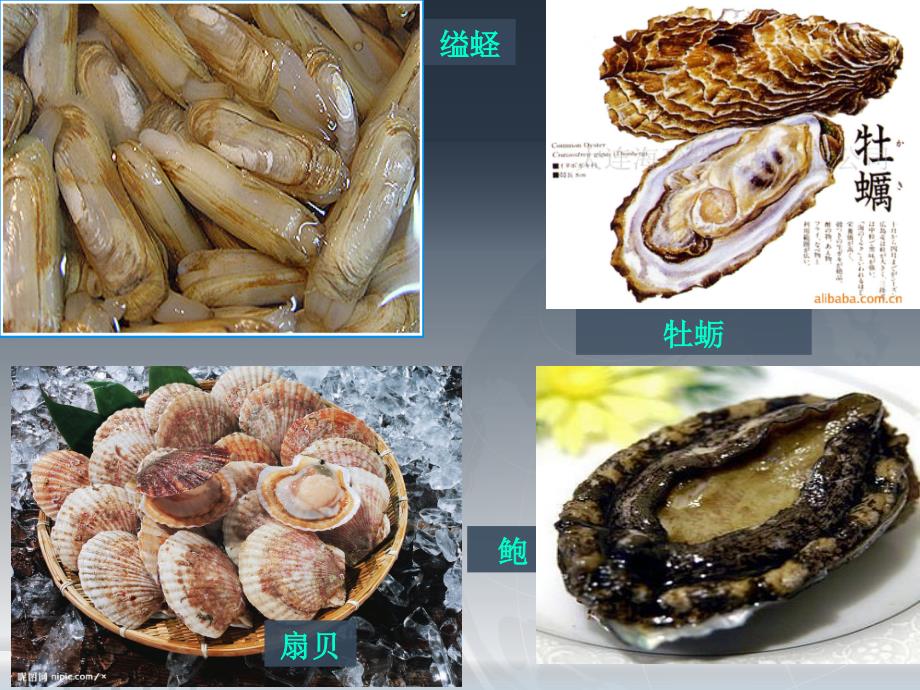 第三节软体动物与节肢动物(共26张PPT).ppt_第2页