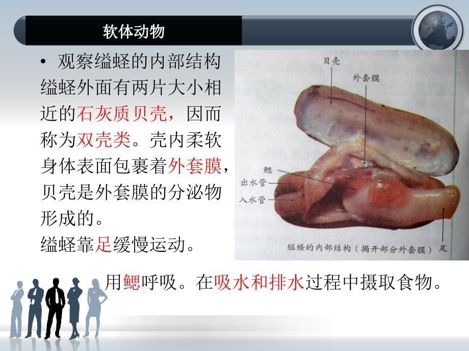 第三节软体动物与节肢动物(共26张PPT).ppt_第5页