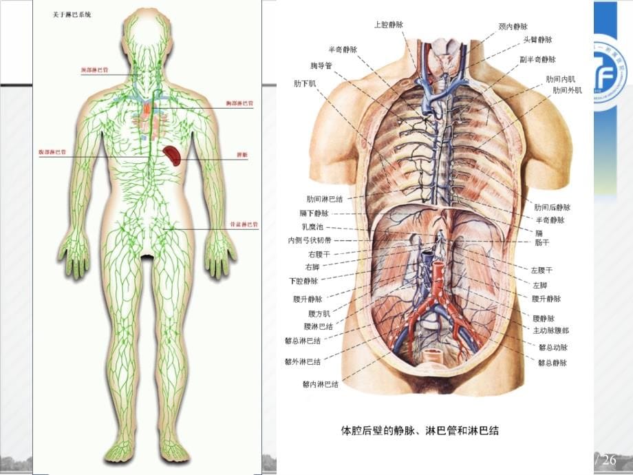 肺癌TNM分期与胸部淋巴结分组精品课件_第5页