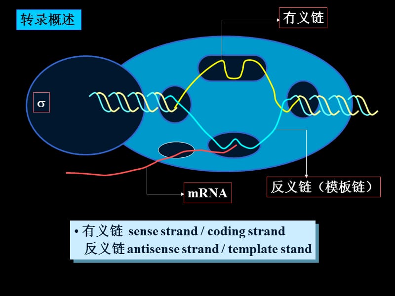 KL_原核基因转录及其基因表达调控课件_第2页