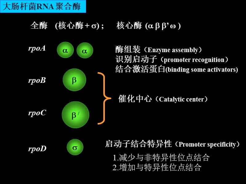 KL_原核基因转录及其基因表达调控课件_第4页