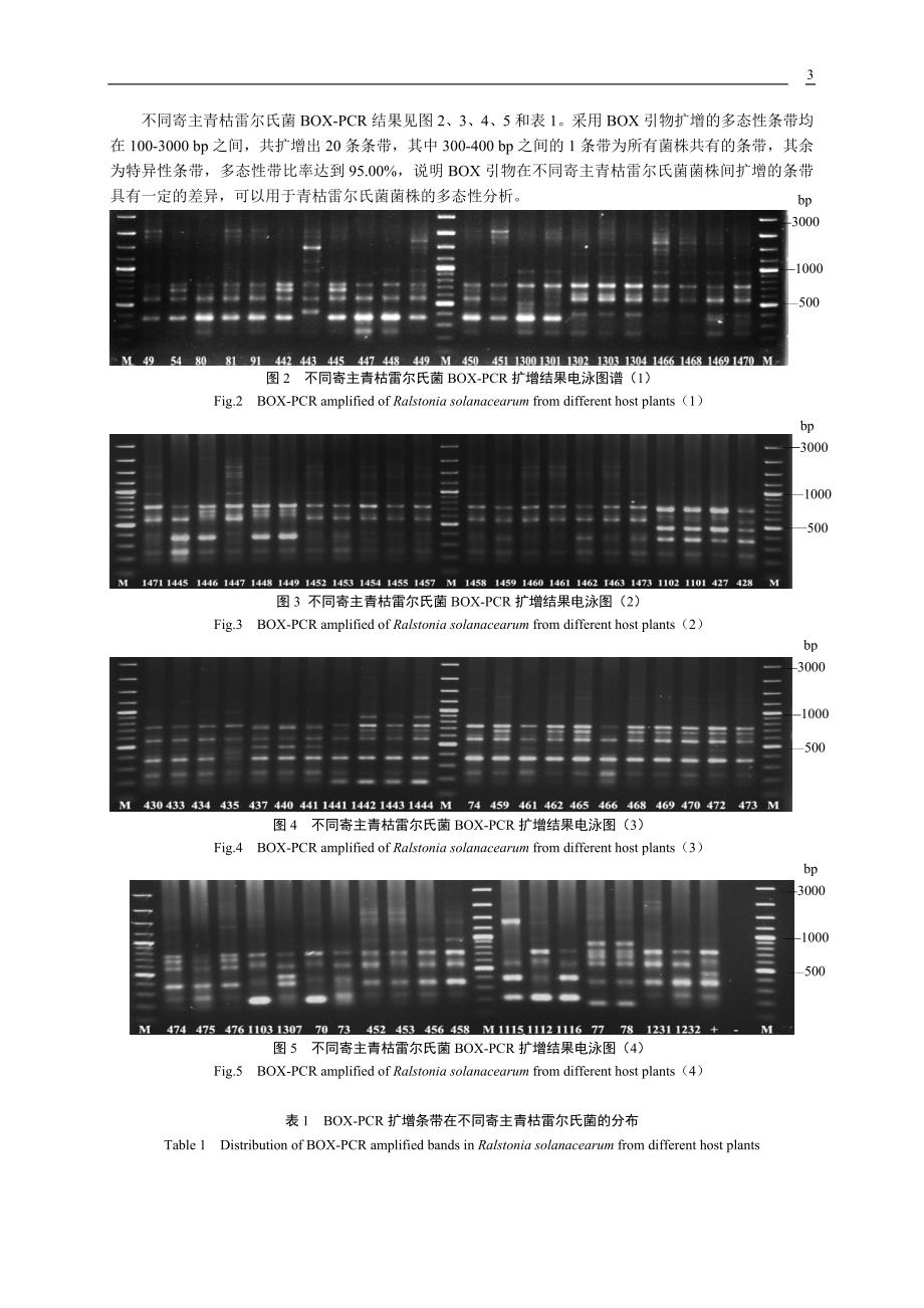 基于BOX-PCR 和REP-PCR 技术的青枯雷尔氏菌多态性分析.doc_第3页