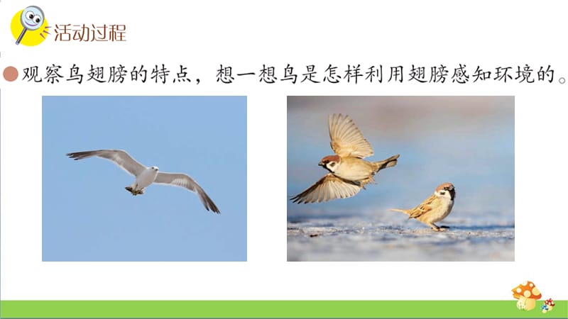[新青岛版]3动物的翅膀三年级科学上册优质课件_第3页