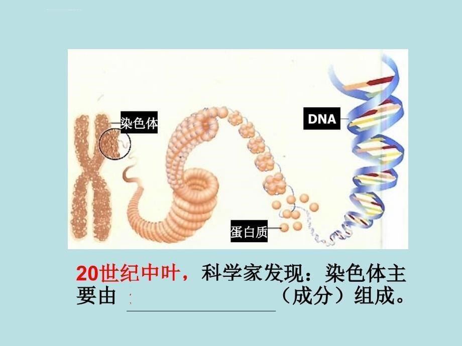 DNA是主要的遗传物质公开课课件_第5页