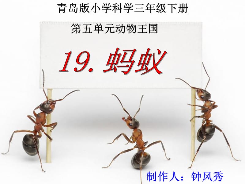 青岛版三年级科学下册《蚂蚁》ppt课件._第1页
