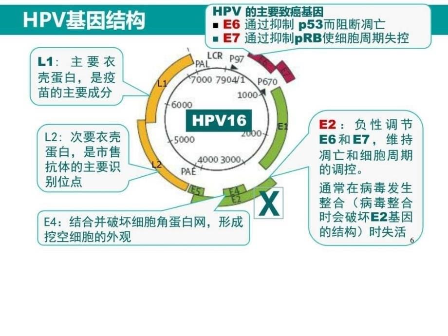 HPV感染与临床防治课件_第5页