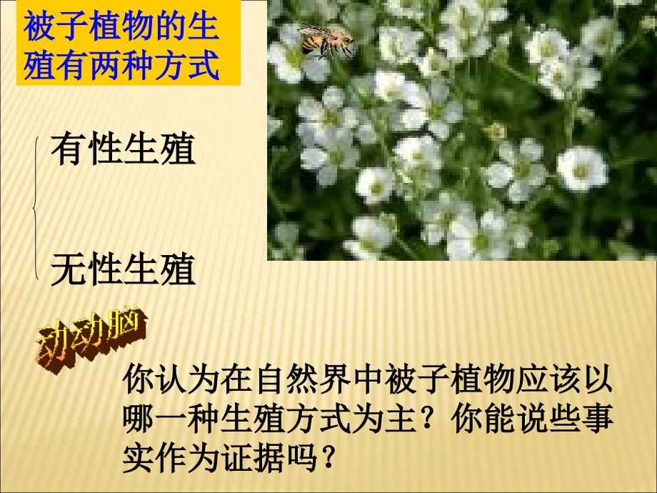 人教版八年级生物下册《植物的生殖》PPT-_第2页